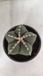 ASTROPHYTUM MYRIOSTIGMA Nº 968 – vaso 15 - Imagem 3