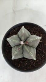 ASTROPHYTUM MYRIOSTIGMA Nº 968 – vaso 15 - Imagem 3