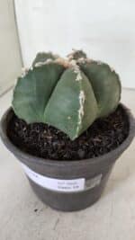 ASTROPHYTUM MYRIOSTIGMA Nº 968 – vaso 15 - Imagem 8