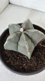 ASTROPHYTUM MYRIOSTIGMA Nº 968 – vaso 15 - Imagem 8