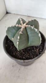 ASTROPHYTUM MYRIOSTIGMA Nº 968 – vaso 15 - Imagem 7