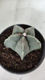 ASTROPHYTUM MYRIOSTIGMA Nº 968 – vaso 15 - Imagem 6