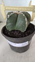 ASTROPHYTUM MYRIOSTIGMA Nº 968 – vaso 15 - Imagem 4