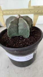 ASTROPHYTUM MYRIOSTIGMA Nº 968 – vaso 15 - Imagem 4