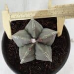 ASTROPHYTUM MYRIOSTIGMA Nº 968 – vaso 15