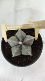 ASTROPHYTUM MYRIOSTIGMA Nº 968 – vaso 15