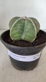 ASTROPHYTUM MYRIOSTIGMA Nº 969 – vaso 15 - Imagem 2