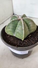 ASTROPHYTUM MYRIOSTIGMA Nº 969 – vaso 15 - Imagem 8