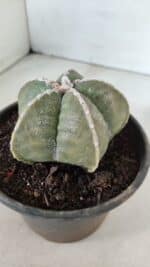 ASTROPHYTUM MYRIOSTIGMA Nº 969 – vaso 15 - Imagem 7