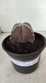 ASTROPHYTUM MYRIOSTIGMA "4 Quinas" Nº 969 – vaso 15 - Imagem 2