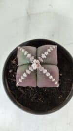 ASTROPHYTUM MYRIOSTIGMA "4 Quinas" Nº 969 – vaso 15 - Imagem 3