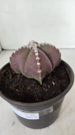 ASTROPHYTUM MYRIOSTIGMA "4 Quinas" Nº 969 – vaso 15 - Imagem 8