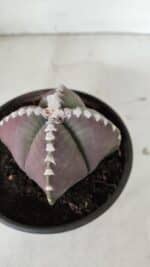 ASTROPHYTUM MYRIOSTIGMA "4 Quinas" Nº 969 – vaso 15 - Imagem 7