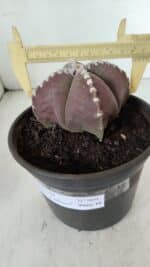 ASTROPHYTUM MYRIOSTIGMA "4 Quinas" Nº 969 – vaso 15 - Imagem 4