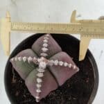 ASTROPHYTUM MYRIOSTIGMA "4 Quinas" Nº 969 – vaso 15