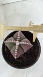 ASTROPHYTUM MYRIOSTIGMA "4 Quinas" Nº 969 – vaso 15