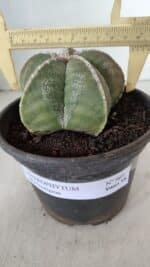 ASTROPHYTUM MYRIOSTIGMA Nº 969 – vaso 15