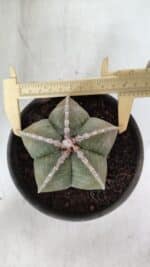 ASTROPHYTUM MYRIOSTIGMA Nº 969 – vaso 15 - Imagem 5