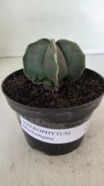 ASTROPHYTUM MYRIOSTIGMA Nº 970 – vaso 11 - Imagem 2