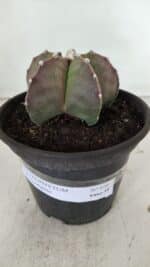 ASTROPHYTUM MYRIOSTIGMA Nº 970 – vaso 15 - Imagem 2