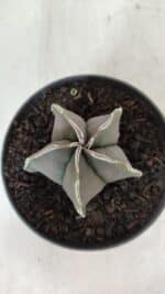 ASTROPHYTUM MYRIOSTIGMA Nº 970 – vaso 11 - Imagem 3