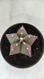 ASTROPHYTUM MYRIOSTIGMA Nº 970 – vaso 15 - Imagem 3