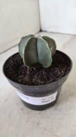 ASTROPHYTUM MYRIOSTIGMA Nº 970 – vaso 11 - Imagem 8