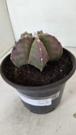 ASTROPHYTUM MYRIOSTIGMA Nº 970 – vaso 15 - Imagem 8