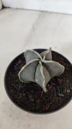 ASTROPHYTUM MYRIOSTIGMA Nº 970 – vaso 11 - Imagem 7