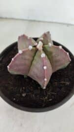 ASTROPHYTUM MYRIOSTIGMA Nº 970 – vaso 15 - Imagem 7