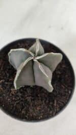 ASTROPHYTUM MYRIOSTIGMA Nº 970 – vaso 11 - Imagem 6