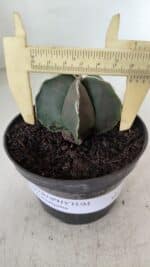 ASTROPHYTUM MYRIOSTIGMA Nº 970 – vaso 11 - Imagem 4