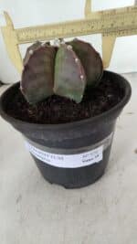 ASTROPHYTUM MYRIOSTIGMA Nº 970 – vaso 15 - Imagem 4