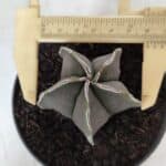 ASTROPHYTUM MYRIOSTIGMA Nº 970 – vaso 11