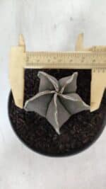 ASTROPHYTUM MYRIOSTIGMA Nº 970 – vaso 11