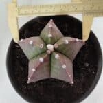 ASTROPHYTUM MYRIOSTIGMA Nº 970 – vaso 15