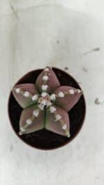 ASTROPHYTUM MYRIOSTIGMA Nº 971 – vaso 11 - Imagem 3