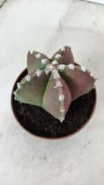 ASTROPHYTUM MYRIOSTIGMA Nº 971 – vaso 11 - Imagem 8