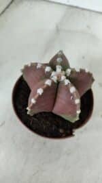 ASTROPHYTUM MYRIOSTIGMA Nº 971 – vaso 11 - Imagem 7