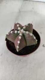 ASTROPHYTUM MYRIOSTIGMA Nº 971 – vaso 11 - Imagem 6