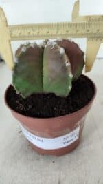 ASTROPHYTUM MYRIOSTIGMA Nº 971 – vaso 11 - Imagem 4