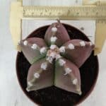 ASTROPHYTUM MYRIOSTIGMA Nº 971 – vaso 11