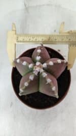 ASTROPHYTUM MYRIOSTIGMA Nº 971 – vaso 11