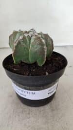 ASTROPHYTUM MYRIOSTIGMA Nº 973 – vaso 11 - Imagem 2