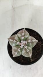 ASTROPHYTUM MYRIOSTIGMA Nº 973 – vaso 11 - Imagem 3