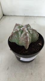 ASTROPHYTUM MYRIOSTIGMA Nº 973 – vaso 11 - Imagem 8