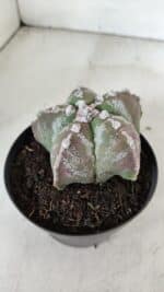 ASTROPHYTUM MYRIOSTIGMA Nº 973 – vaso 11 - Imagem 6