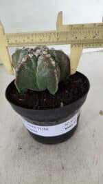 ASTROPHYTUM MYRIOSTIGMA Nº 973 – vaso 11 - Imagem 4