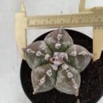 ASTROPHYTUM MYRIOSTIGMA Nº 973 – vaso 11