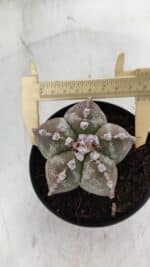 ASTROPHYTUM MYRIOSTIGMA Nº 973 – vaso 11